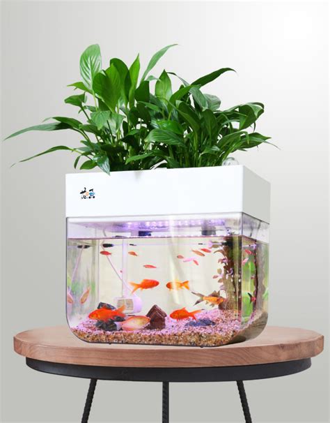 水生 植物 魚缸